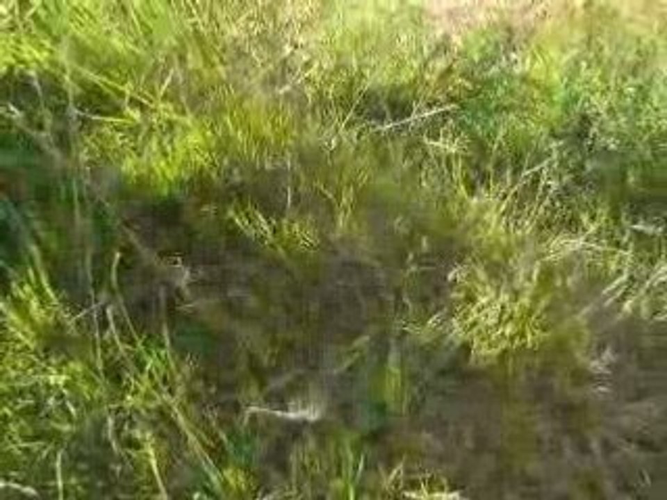 cours de saut obstacle