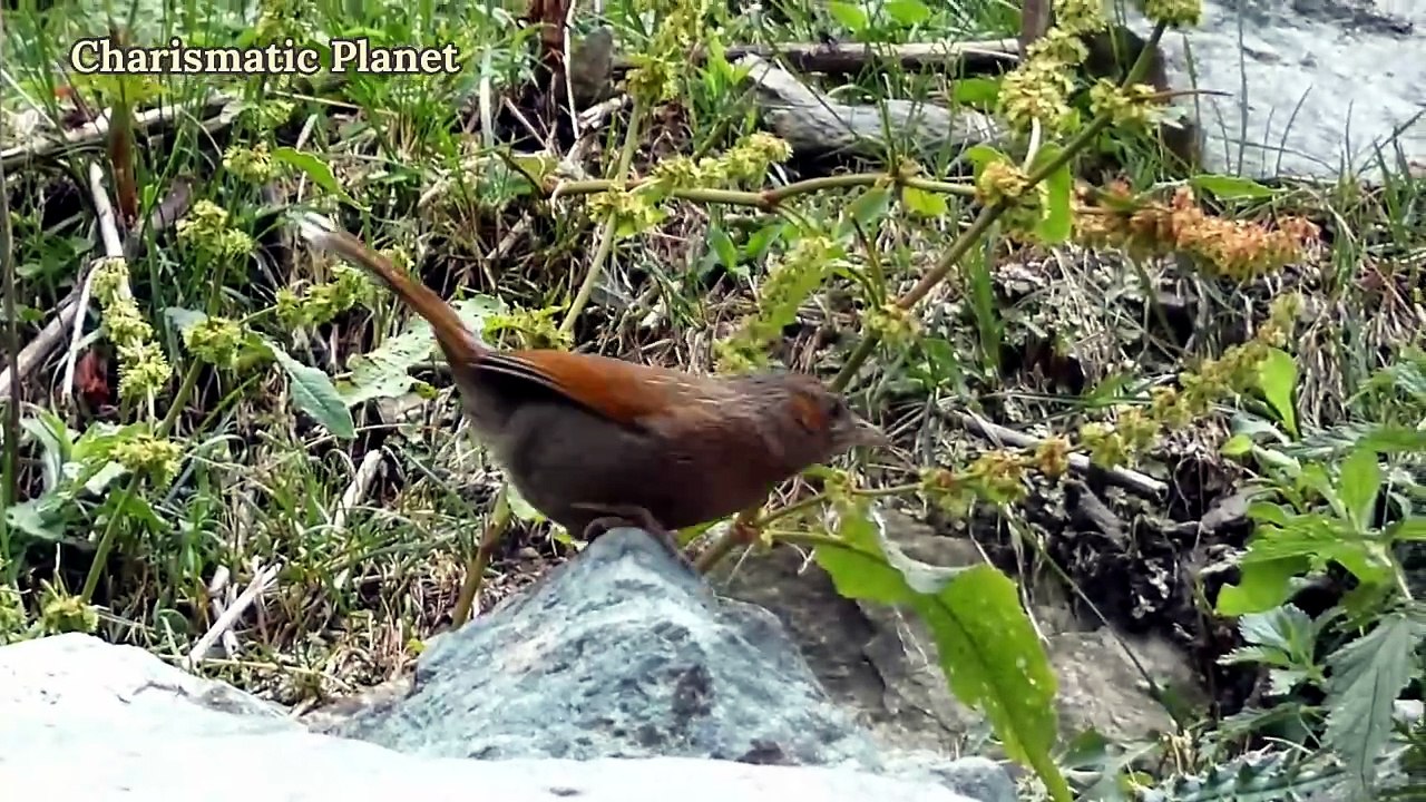 Streaked Laughingthrush Call for CP June 2026