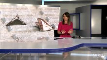 Explosión de la polilla del boj en Navarra