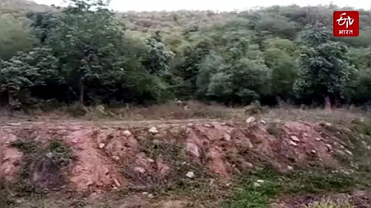 'गंध से पकड़ा टाइगर': सरिस्का में गाइड की सूझबूझ से 100 मीटर में दिखे 6 बाघ, एसटी-18, एसटी-19 और 4 शावकों ने की अठखेलियां