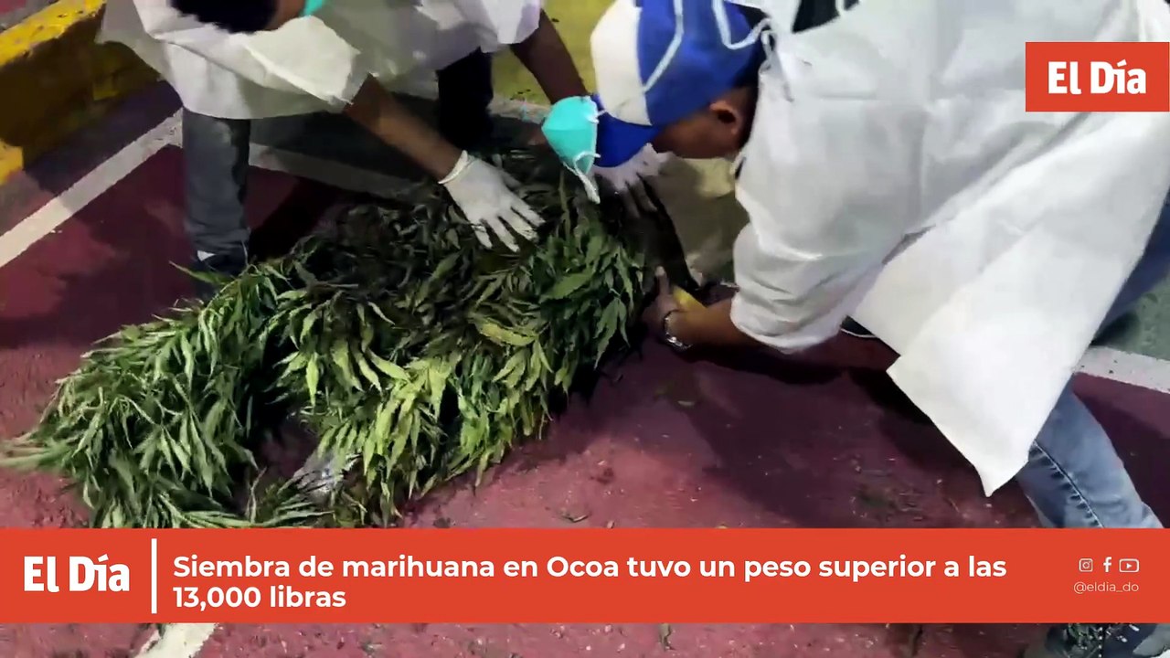 Siembra de marihuana en Ocoa tuvo un peso superior a las 13,000 libras