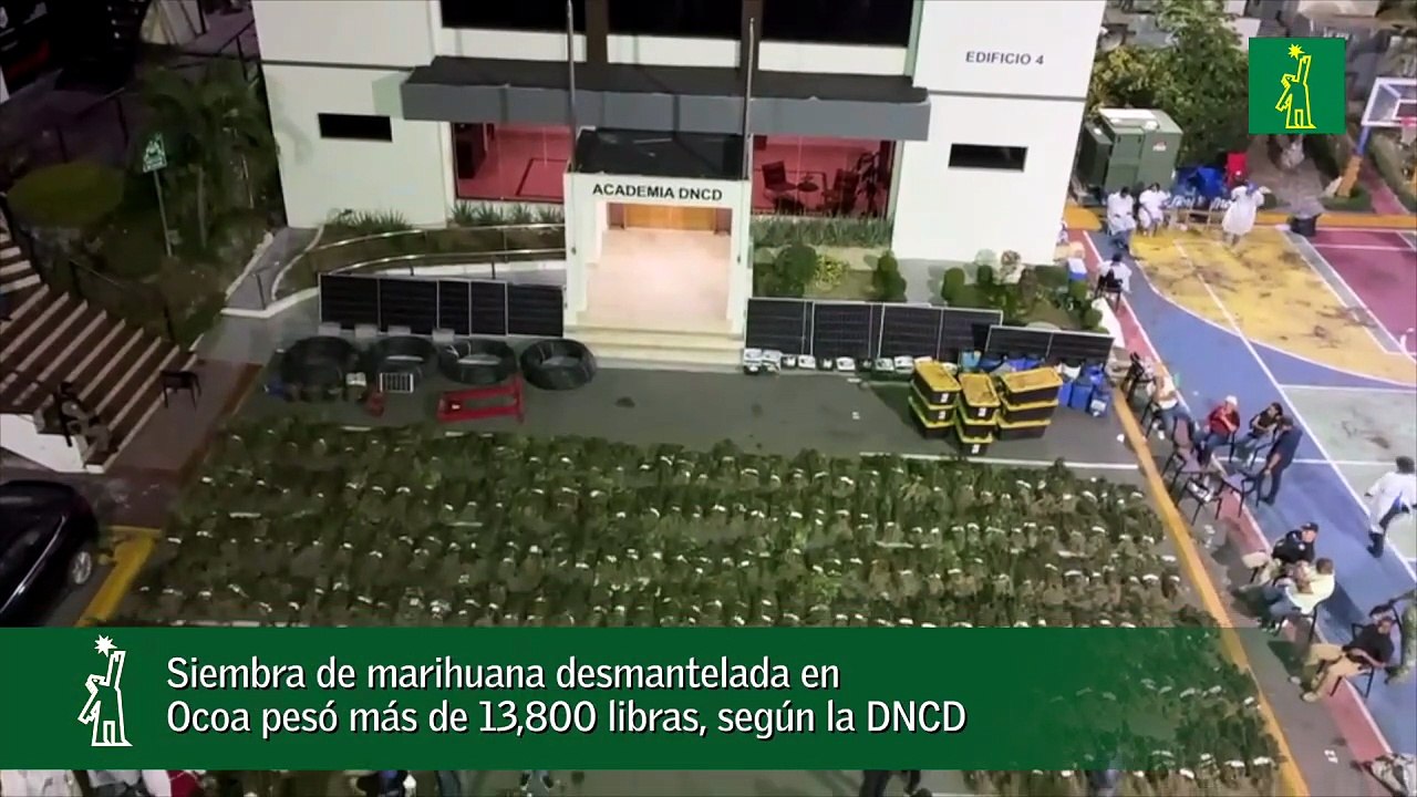 Siembra de marihuana desmantelada en Ocoa pesó más de 13,800 libras, según la DNCD