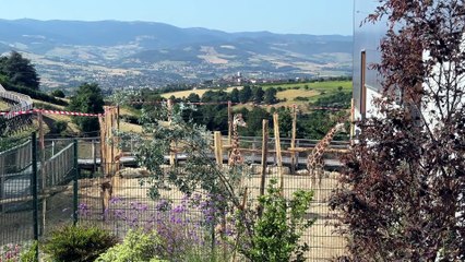 2 jeunes girafes &agrave; d&eacute;couvrir au zoo de Saint-Martin-la-Plaine