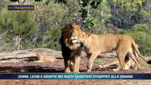 PetNews Magazine - 22/6/2026