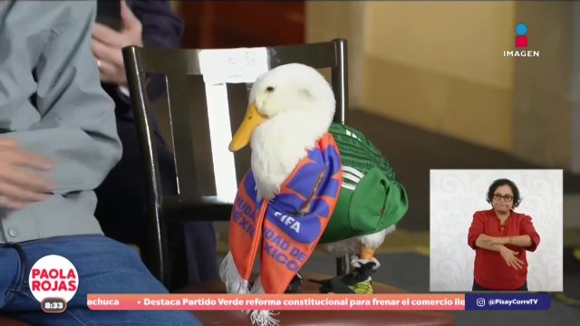 Merlín el pato viral apareció en la mañanera de Claudia Sheinbaum | De Pisa y Corre con Paola Rojas