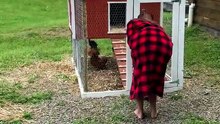 Un coq protège son poulailler