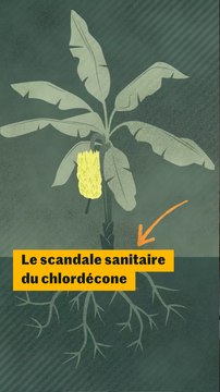 Qu’est-ce que le scandale sanitaire du chlordécone ? Comprendre en trois minutes