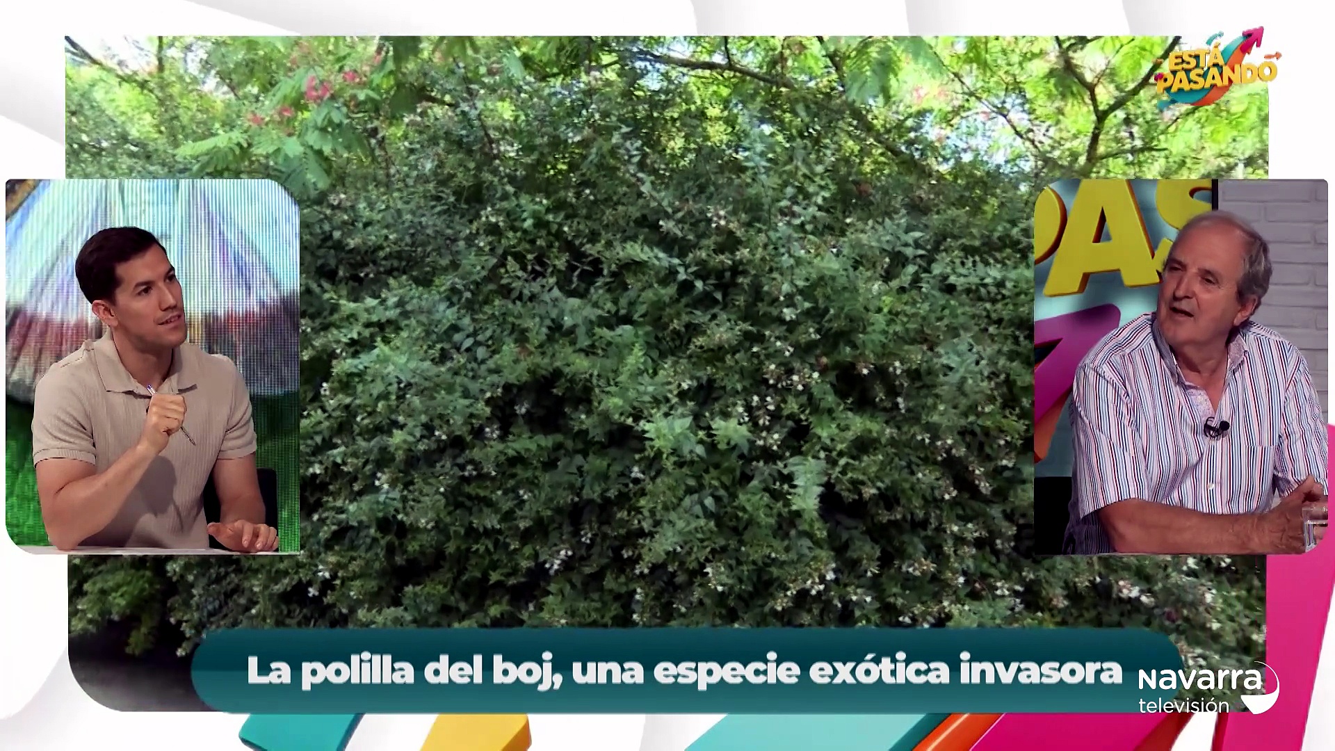 Las polillas del boj inundan Navarra