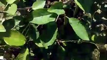 What to Do After a Bee Sting?