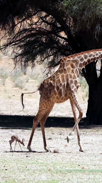 Tiny Baby Springbok Gazelle Avoids Giant Giraffe Legs to Reunite with Mother on Safari
