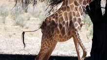 Tiny Baby Springbok Gazelle Avoids Giant Giraffe Legs to Reunite with Mother on Safari