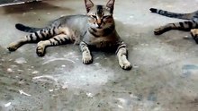 Two Adorable Cats Relaxing