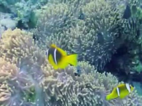 Plongées en Mer Rouge