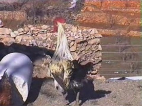 bozkır dere bediha akartürk çil hroz