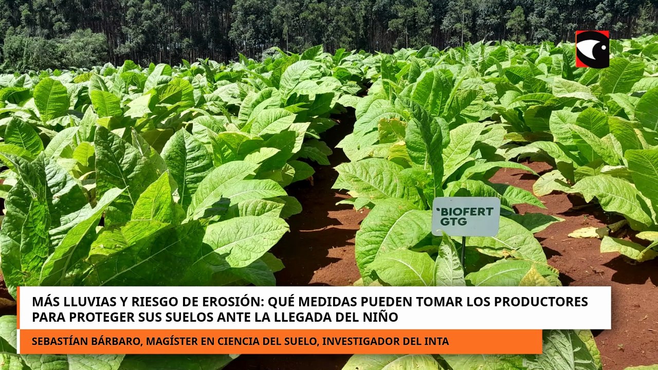 QUÉ MEDIDAS PUEDEN TOMAR LOS PRODUCTORES PARA PROTEGER SUS SUELOS ANTE LA LLEGADA DEL NIÑO