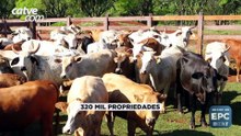 Quase 40% dos produtores ainda não atualizaram rebanhos em Cascavel