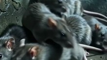 Controle de ratos