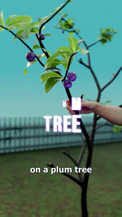 He Grew 40 Fruits On One Tree