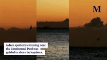 Deer swimming off Wollongong on June 23, 2026