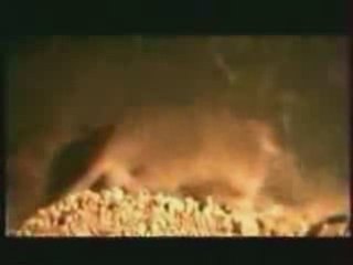 10 jours d' OGM chez les rats