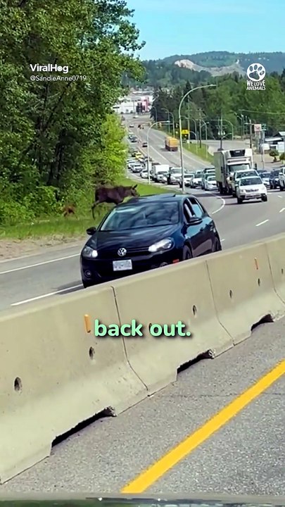 Baby Moose Saved by Kind Stranger 🥺