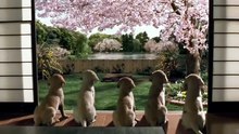 QUILL: The Life of a Guide Dog (2012) Trailer VOST-ENG [Full Movie]