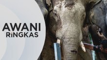 AWANI Ringkas: Siasatan SPRM berhubung proses pemindahan gajah