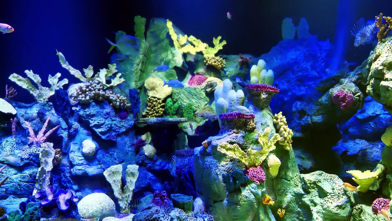 1 Hour Coral Reef Aquarium in 4K 🐠 Screensaver + Relaxation Music Mindfulness_