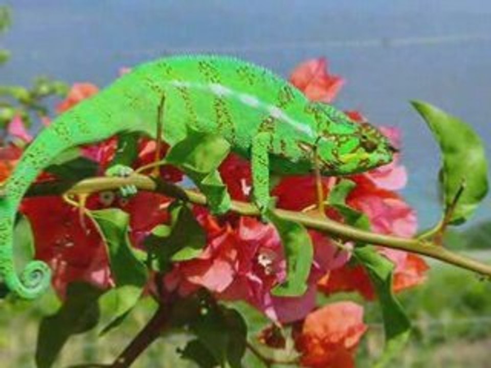 Montage animaux