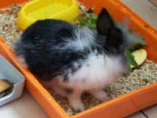 lapin nain