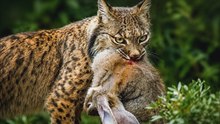 El lince ibérico: el felino más letal de Europa que nadie ha visto jamás