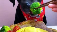 Doguinho comilão