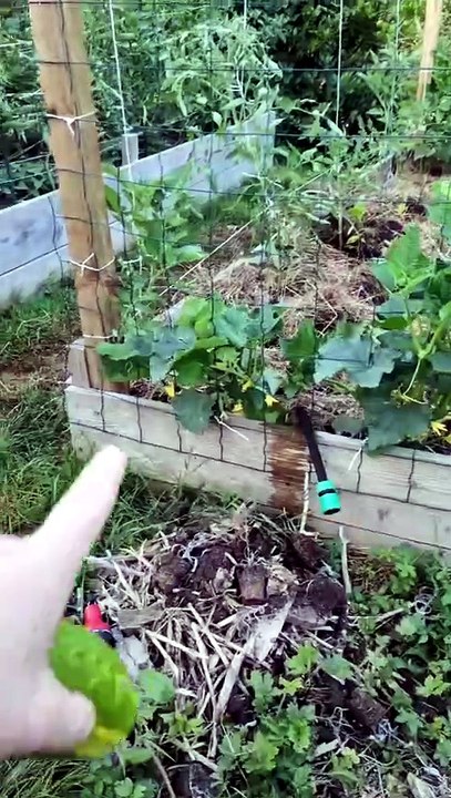 Concombre, la taille ça sert a rien #concombre #potager #jardinage #culture #recolte
