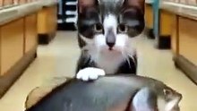 Cat and  fish 🐟