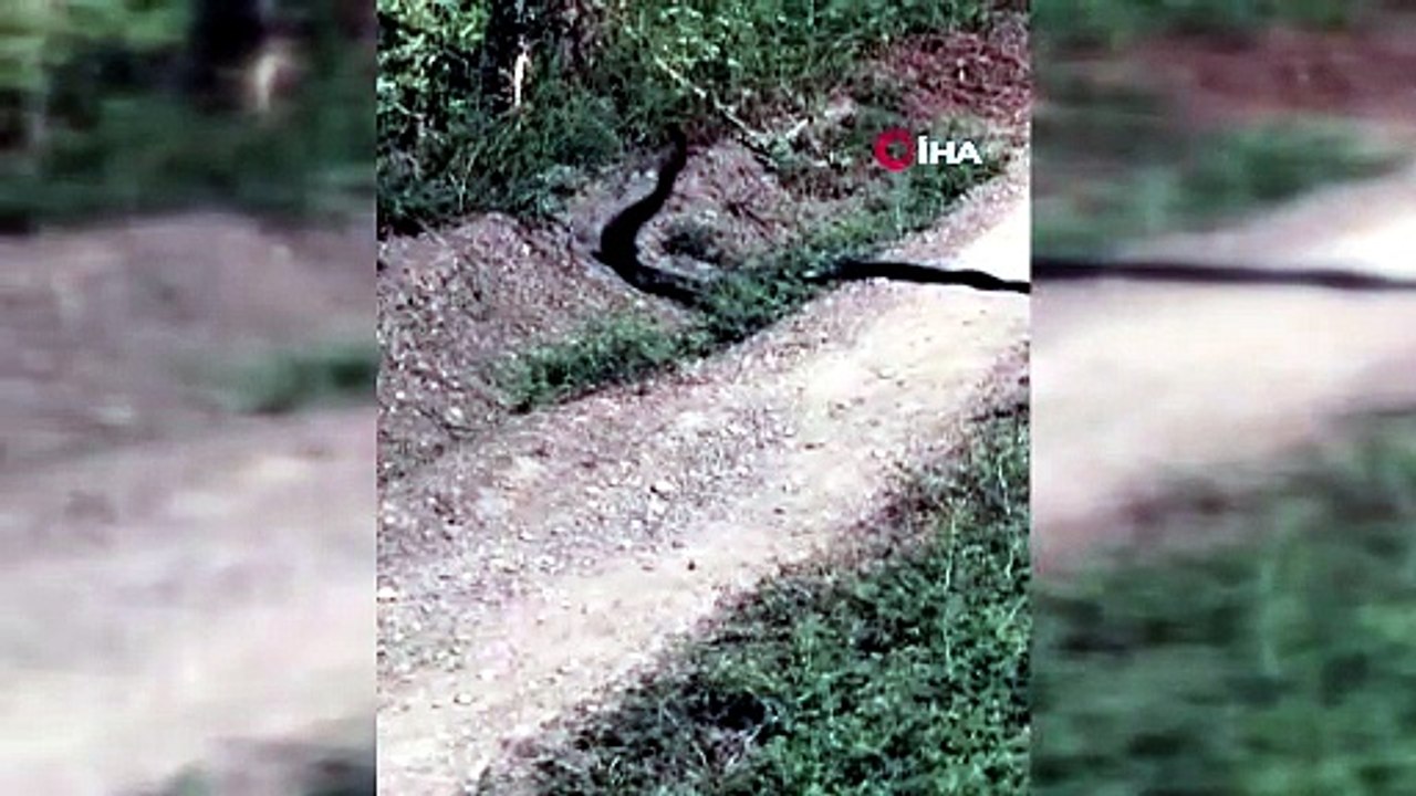 Yılanların dansı kameralara yansıdı