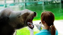 Ungarischer Zoo: Seehund putzt Zähne