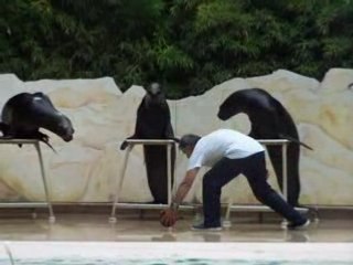 le spectacle des otaries