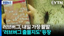 러브버그 내일 '절정'...온라인에선 출몰 지도도 등장 / YTN