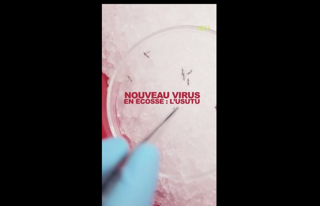 En Ecosse, des moustiques responsables de l'arrivée d'un nouveau virus sous haute surveillance