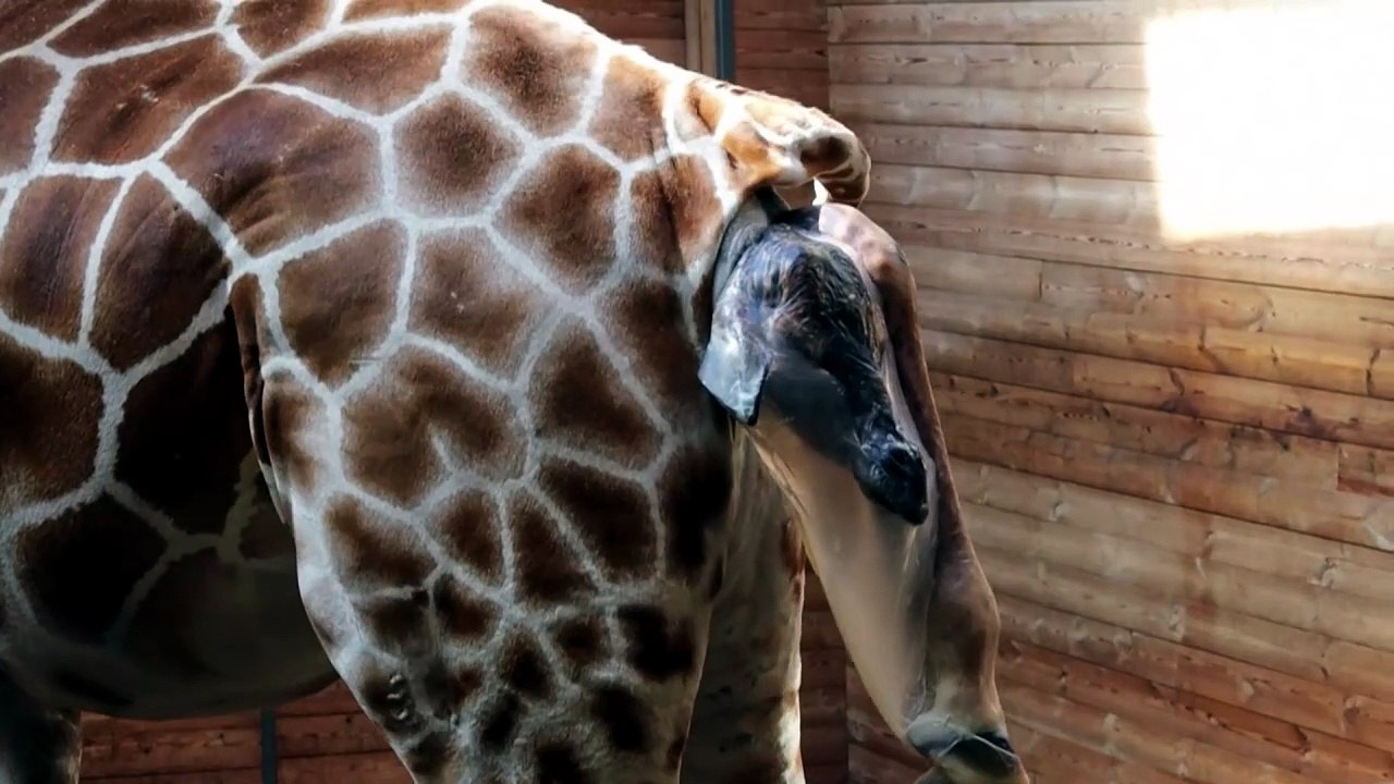Naissance d’une girafe dans un zoo danois