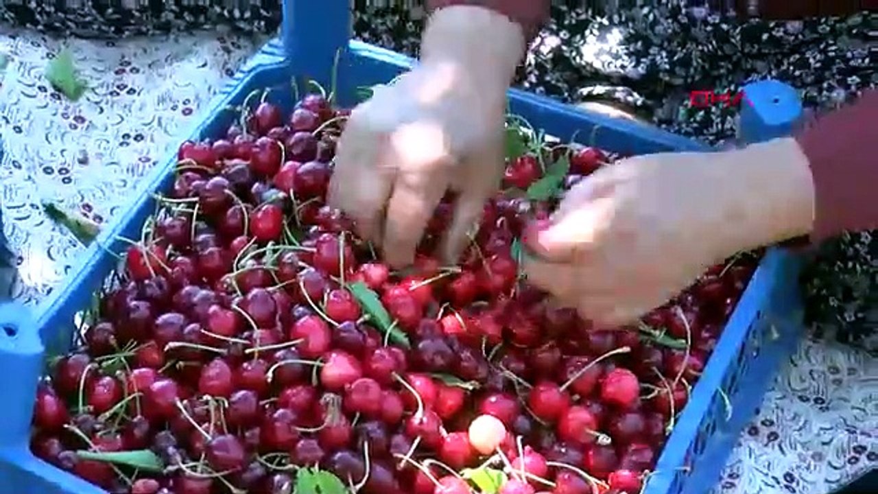 Türkiye'nin önce kuraklığın ardından da fırtınanın vurduğu kırmızı altınından kötü haber