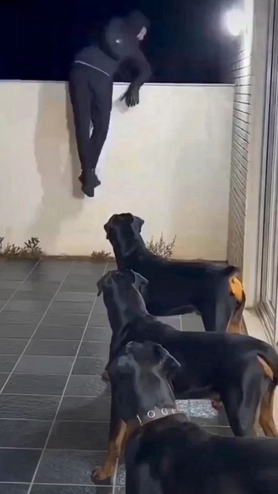 Burglar Tries to Climb Wall But 3 Rottweilers Are Waiting... Instant Regret 😂