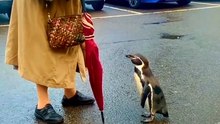 🐧💖 kindness is everything 💖🐧 be kind to animals 🤎🖤🤍