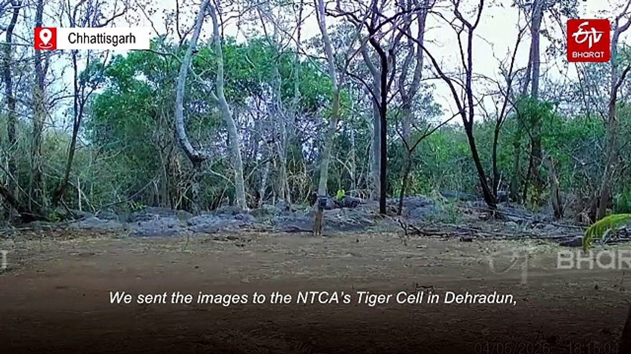 Chhattisgarh: Tigress Spotted In Udanti-Sitanadi Tiger Reserve, Raising Hopes Of Tiger Revival
