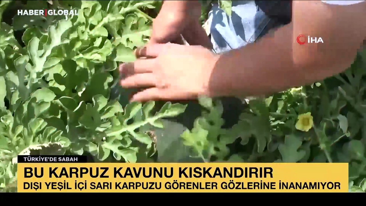 Dışı yeşil içi sarı karpuzu görenler gözlerine inanamıyor
