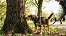 Los veterinarios expertos coinciden: dejar que los perros huelan todo durante el paseo es una forma controlada de mejorar su equilibrio emocional