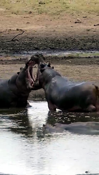 Tense Wildlife Safari Encounter Massive Hippos Engage In Muddy Waterhole Territorial Staredown