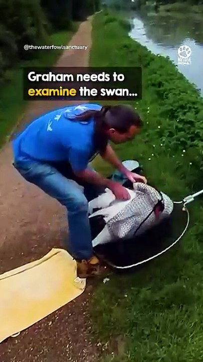 That little tail wag when mama swan gets her mate back ❤️‍
