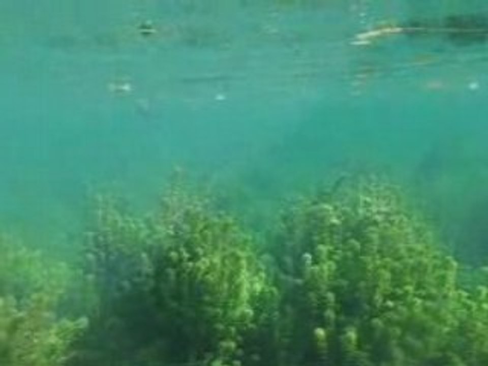 Orlando paddling along Wekiva Springs