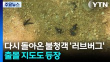 다시 돌아온 불청객 '러브버그'...출몰 지도도 등장 / YTN